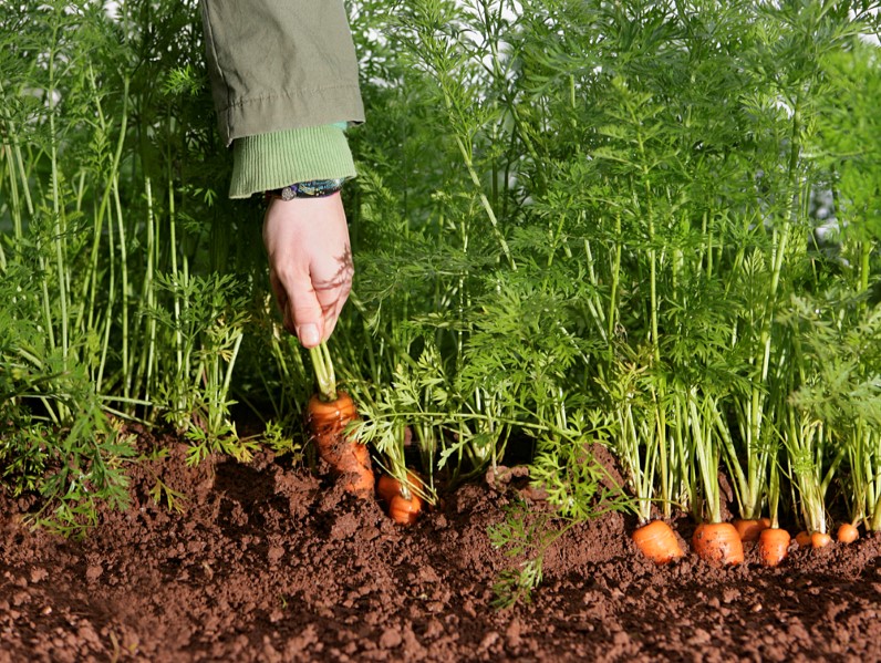 Shillingford Carrot Harvest