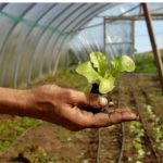 Shillingford Lettuce Transplant