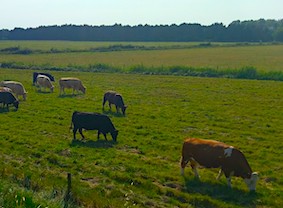 Cattle